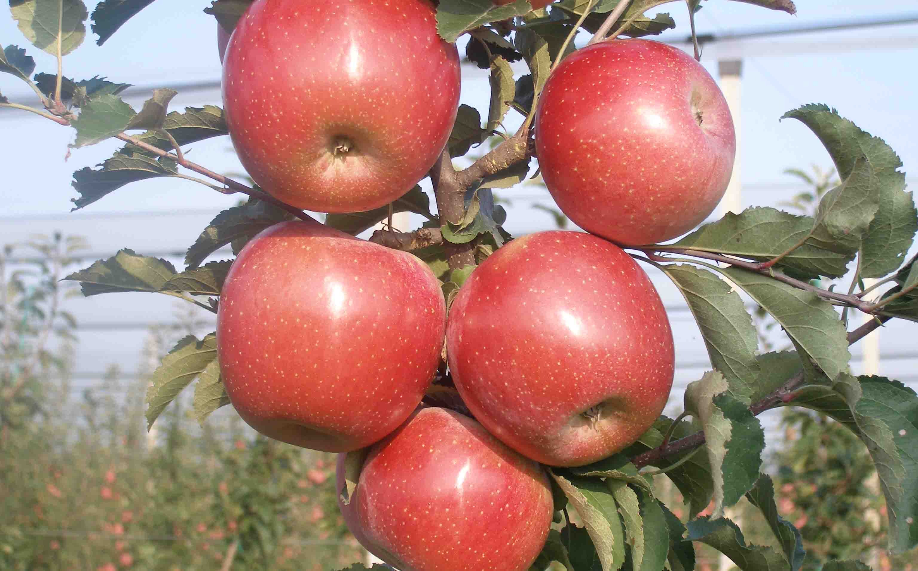 Яблоки сорт фуджи фото и описание